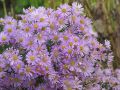 Herbst-Aster
