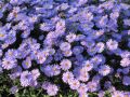 Herbst-Aster