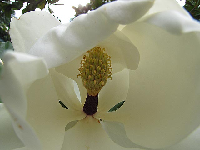 Großblütige Magnolie