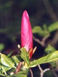 Dunkelblütige Purpur-Magnolie