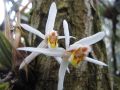 Grasblätterige Engelsorchidee